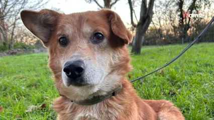 Après 10 ans d'une vie d'errance en Roumanie, ce petit chien plein de vie espère trouver un véritable foyer en France