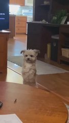 Un perrito que perdió sus patas delanteras demuestra que rendirse no es una opción