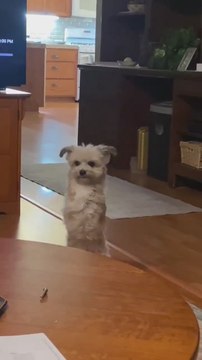 Un perrito que perdió sus patas delanteras demuestra que rendirse no es una opción