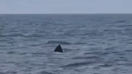 A Gallipoli avvistato lo squalo elefante. «Enorme, ma innocuo»