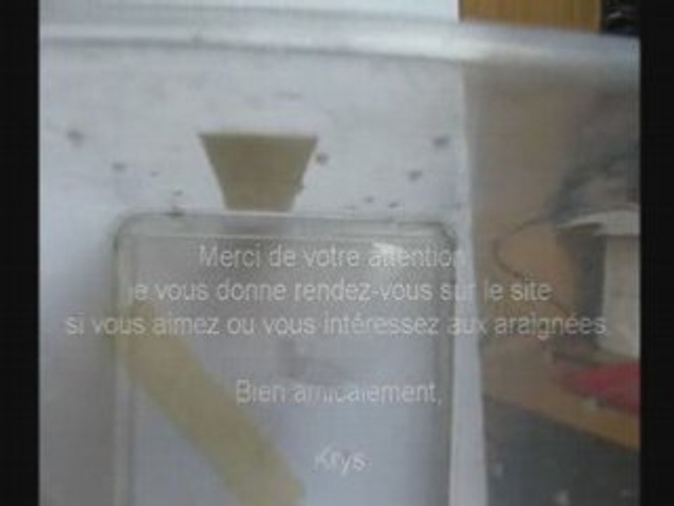 La_danse_du_pholque