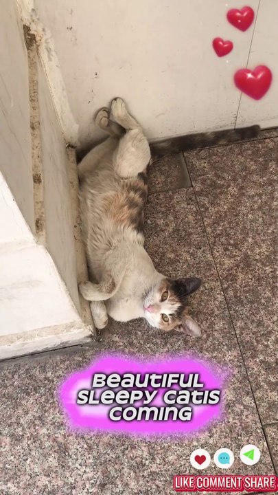 beautiful sleepy cat