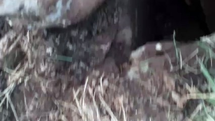 Internautas pedem ajuda para resgatar cachorro que caiu em bueiro na BR-277, em Cascavel