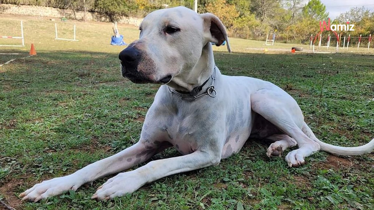 Abandonné lorsqu'il avait 24h, ce chien a déjà été rendu deux fois à l'association : qui comprendra sa sensibilité ?