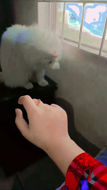 My Cat Friend