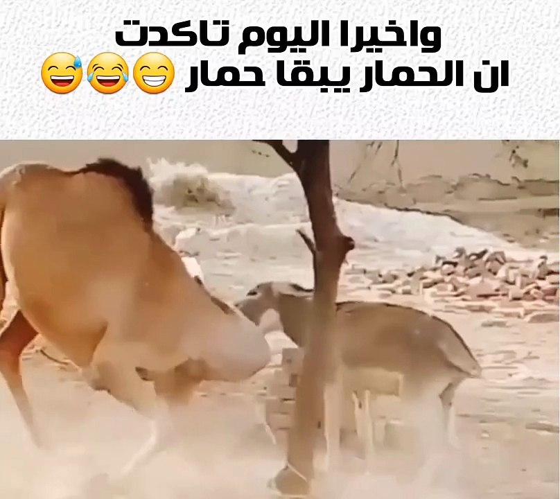 Donkey and Camel  animals wildanimal