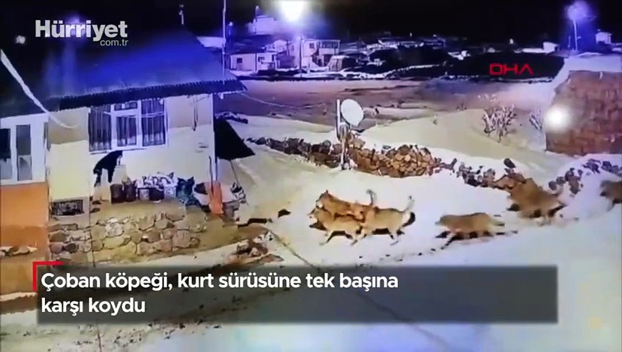 Çoban köpeği, kurt sürüsüne tek başına karşı koydu! İşte o anlar...