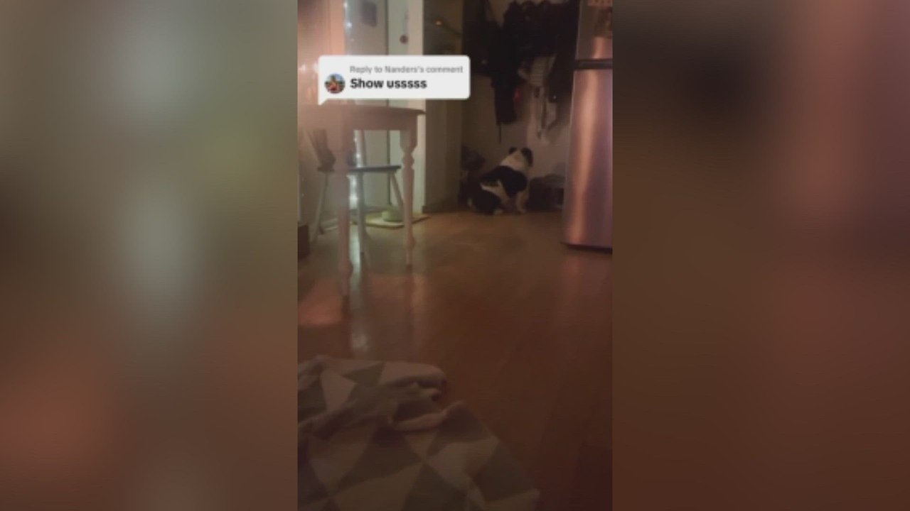 Todas las tardes este Bulldog Inglés se queda 'castigado' en una esquina de la casa: la realidad de su plan es bien diferente