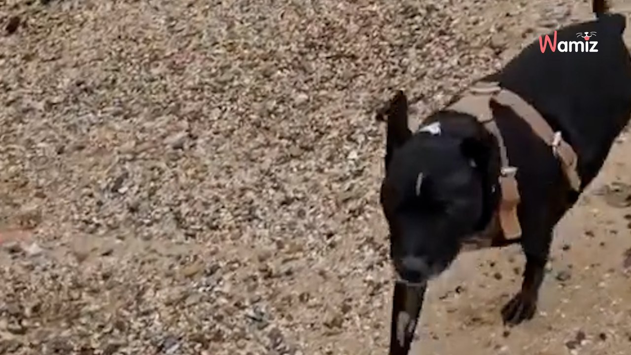 Elle sort son fils plus tôt de l’école pour vivre des moments inoubliables avec leur chien mourant