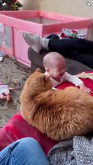 Funny chickens and crazy cats