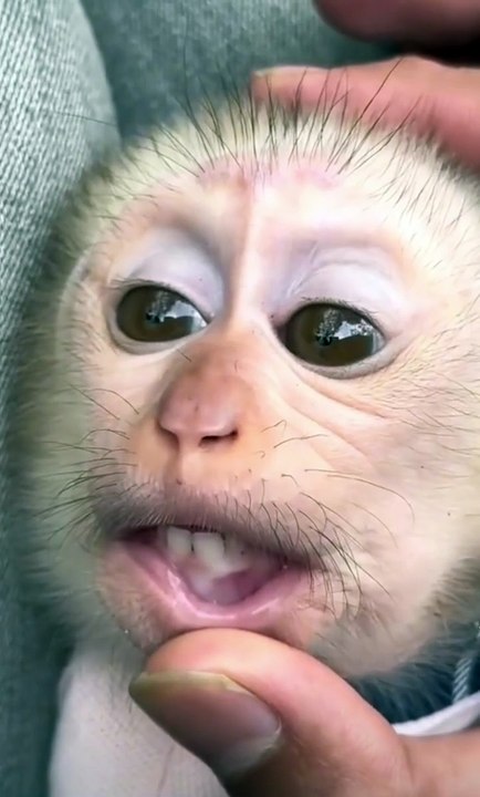 Funny animals
