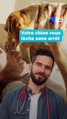 Pourquoi les chiens nous lèchent
