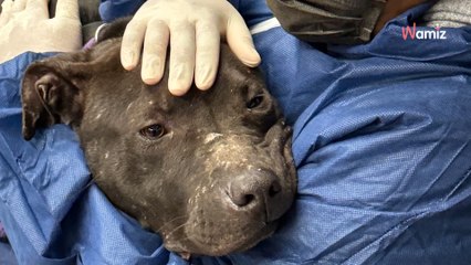 Lorsque ce chien maltraité découvre ses sauveurs, il a une réaction qui bouleverse tout le monde