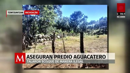 Catean y aseguran predio aguacatero en Tzintzuntzan, Michoacán, por tala ilegal de árboles