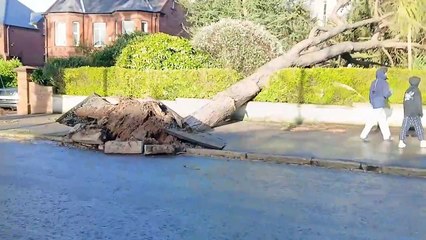 Cyprus Ave tree falls Belfast News Letter - widescreen