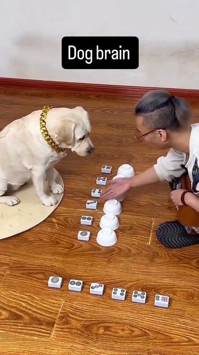 #GratefulDog #ThankfulPup #DogGratitude #ThankfulFurBaby #GratefulPaws #DogAppreciation #PawsitiveVibes #DogLove #GratefulFurBaby #ThankfulDoggo #GratitudeInPaws #MyGratefulDog #FurryThankYou #ThankYouDog #DogsWithGratitude #Dog #petstagram #dog #doglover