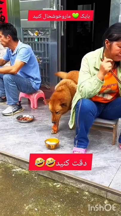 This is what dog work is for, watch it until it's over   #cat #dog#petfunny animals #pet #cat #dog #cute #animals #foryou #typDm for credit