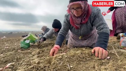 Taşköprü Sarımsağı 2025 Yılı Dikim Sezonu Başladı