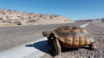 OS EXILADOS DE CAPELA - AS 13 FAMÍLIAS DINÁSTICAS: A TARTARUGA DO DESERTO