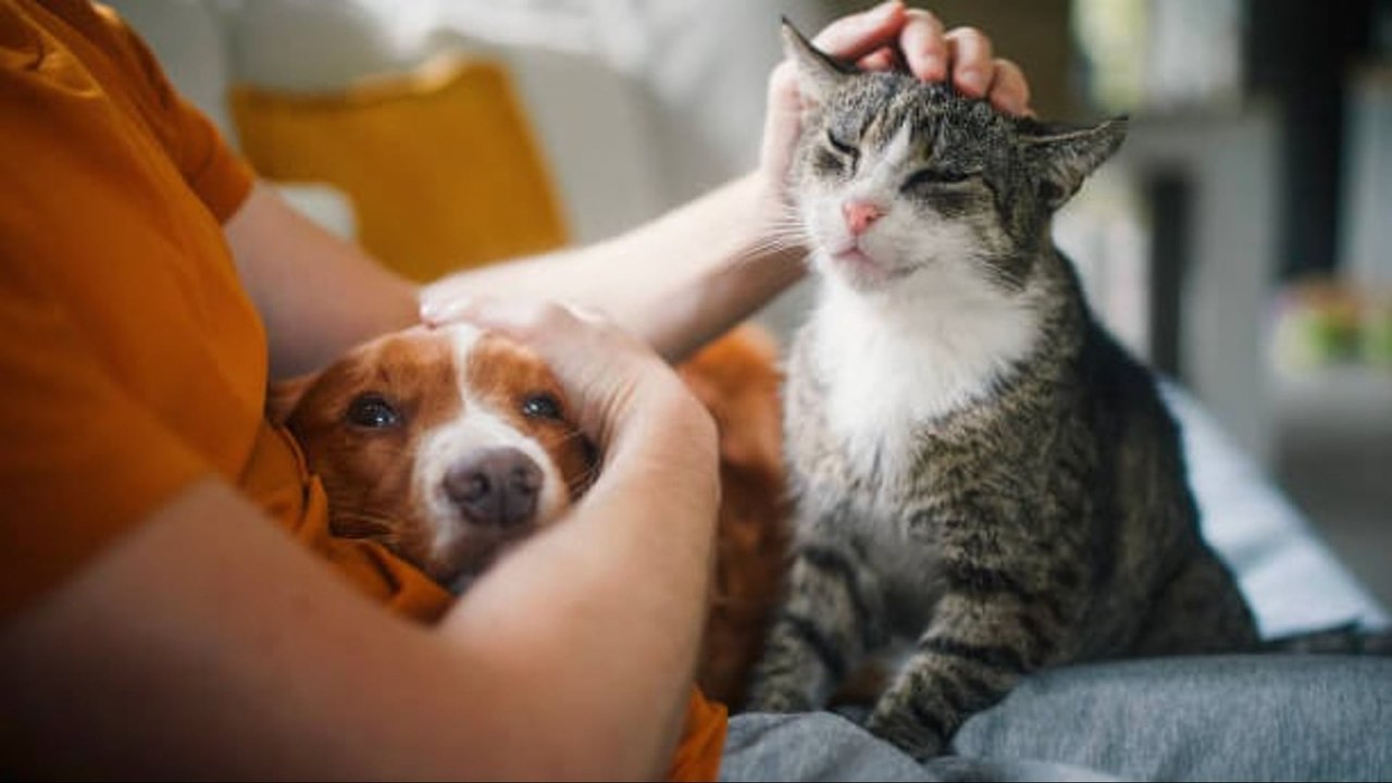Tener Mascotas Mejora La Vida Y Reduce La Ansiedad