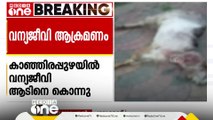 പാലക്കാട് കാഞ്ഞിരപ്പുഴയിൽ ജനവാസമേഖലയിലിറങ്ങിയ വന്യജീവി ആടിനെ കൊന്നു