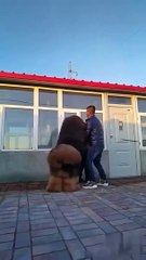 Un très gros chien bien trop chaleureux