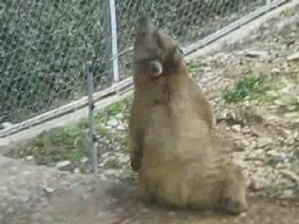 Zoo