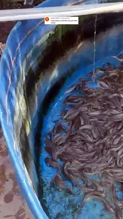 Lakukan hal ini jika ikan lele kalian kurang atau tidak nafsu makan