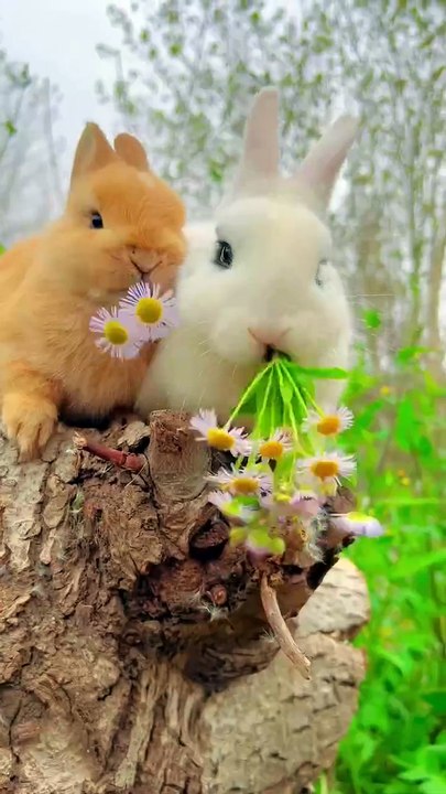 Bunny eat Flowers