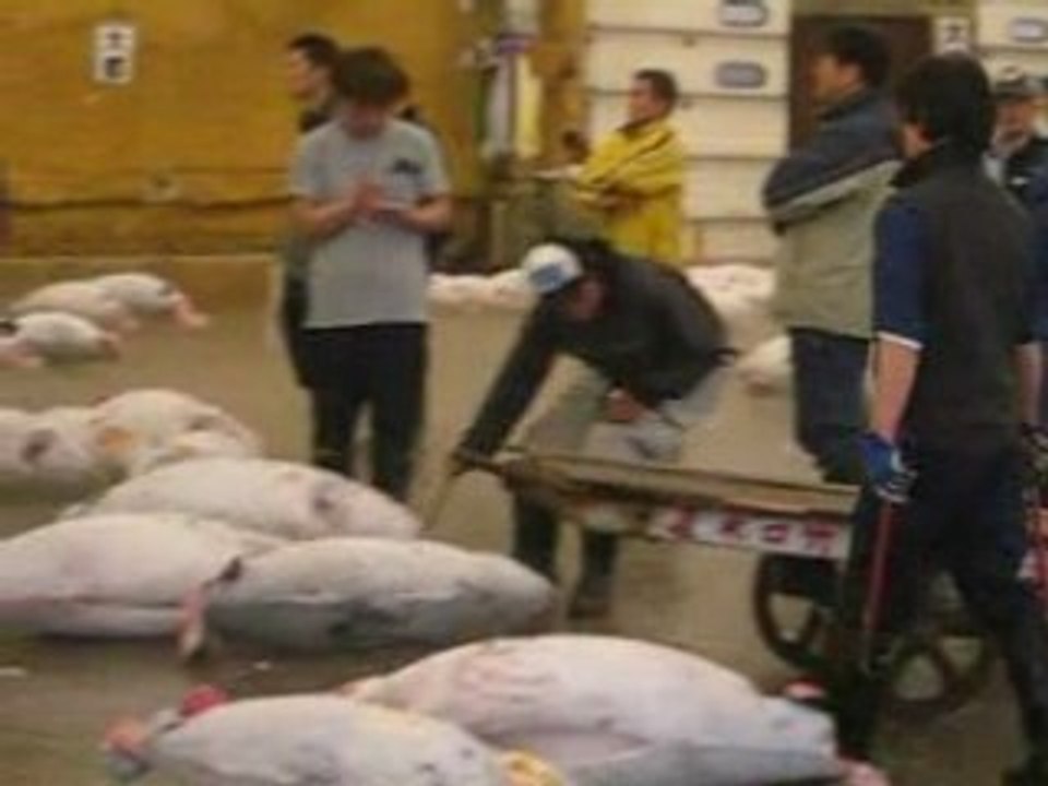 Auctions at the Tsukiji Fish Market of Tokyo