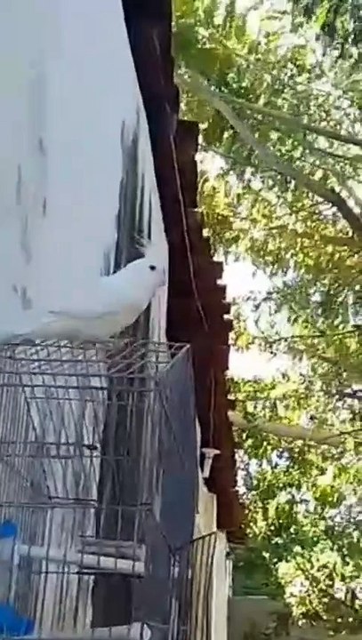Família busca calopsita desaparecida e em Patos...