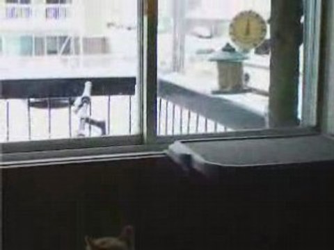 Loulou mimi et les oiseaux