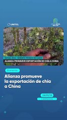 Alianza promueve la exportación de chía a China