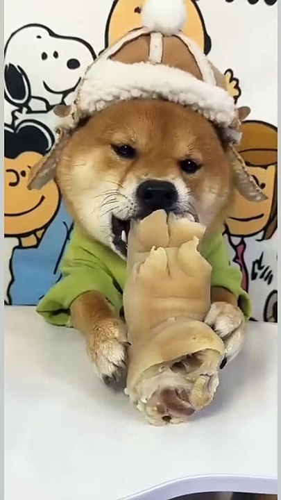 Meow & Woof Universe