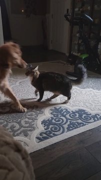 Cat Playfully Annoys Golden Retriever Buddy