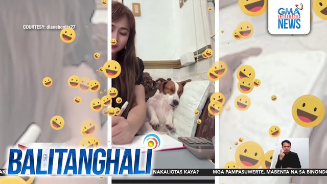 Alagang aso, nakatulog habang hinihintay ang fur mom na nagtatrabaho | Balitanghali