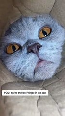 I wonder if this is what nice feel like.#cats #pov