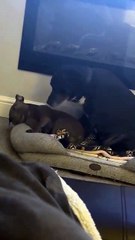 Nelly playing hard to get when Ruby just wants snuggles.