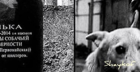 This is a simple mongrel named "Lyalka", she "worked" for 17 years in one of the mines