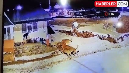 Çoban Köpeği Kurt Sürüsüne Tek Başına Karşı Koydu