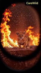 Lone Cub Rescued From a Burning Cliff - Wildlife in Los Angeles Wildfire