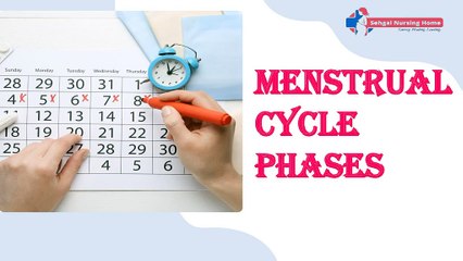 Menstrual Cycle Phases