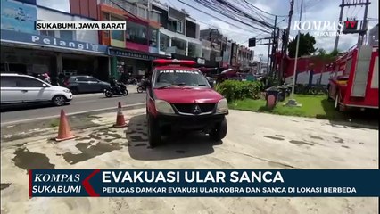 Petugas Damkar Evakusi Dua Ular Kobra Dan Sanca Di Dua Lokasi Berbeda