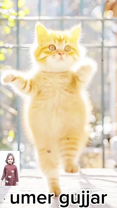 Dancing cat