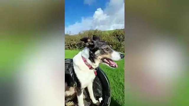 Three-year-old Border Collie Pearl