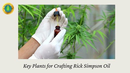 Key Plants for Crafting Rick Simpson Oil