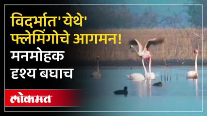 विदर्भात 'येथे' फ्लेमिंगोचे आगमन! मनमोहक दृश्य बघाच
