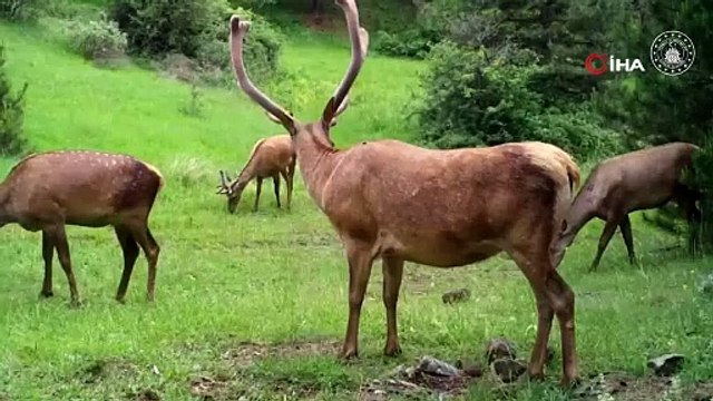 Burası Yellowstone değil, Türkiye... Sır canlılar fotokapanlara yakalandı