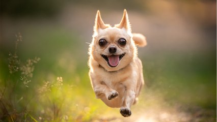 Herrchen verunglückt: Hund läuft mehrere Kilometer, um Hilfe zu holen (1)