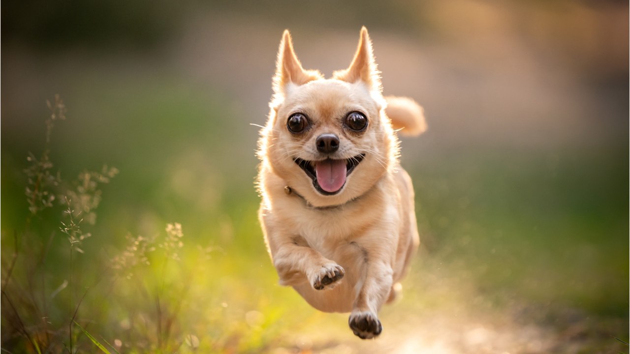 Herrchen verunglückt: Hund läuft mehrere Kilometer, um Hilfe zu holen (1)